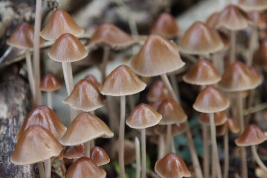 Psathyrella conopilus fungi with brown pointed head