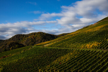Fototapeta na wymiar Vineyards with brightly colored autumn leaves