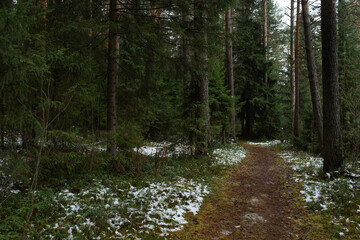 A path in the late autumn forest.