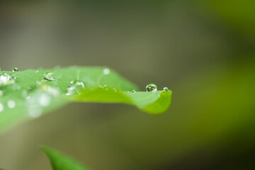 drop on a leaf