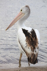 group of pelicans close up, Australia, Down under