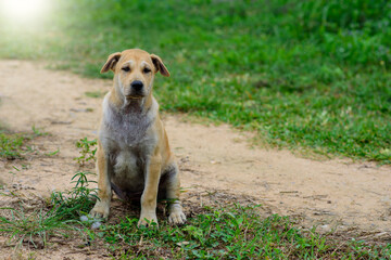 The puppy is looking at something,Selection focus only on some points in the image.