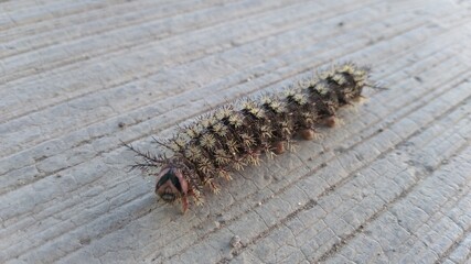 caterpillar on a branch