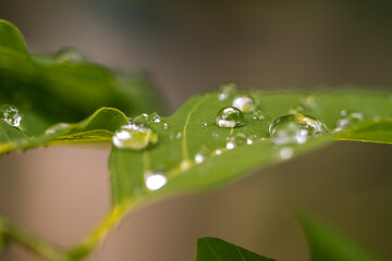 water drops on a leaf