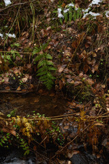 Forest stream in late autumn