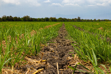 Sugar cane field at Valle del Cauca region in Colombia