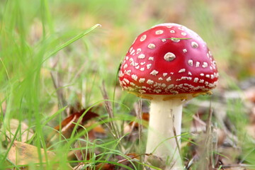 fly agaric or Amanita Muscaria during the autumn season