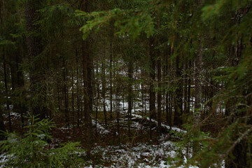 Late autumn forest landscape