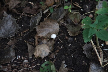 shaggy ink cap or lawyers wig (Coprinus comatus) common fungus in the grass