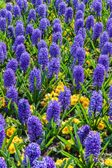 Blue hyacinth bulbous springtime flower with yellow primrose which are are a spring herbaceous perennial plant stock photo image