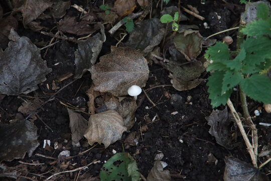 Shaggy Ink Cap Or Lawyers Wig (Coprinus Comatus) Common Fungus In The Grass