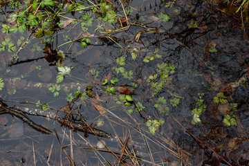 Forest pond in the late autumn