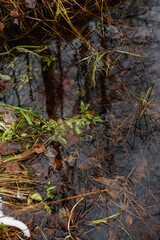 Forest pond in the late autumn