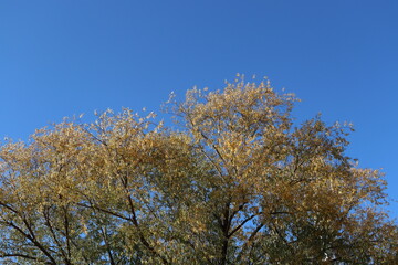 Fototapeta premium trees in the autumn