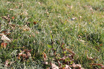 autumn leaves in the grass