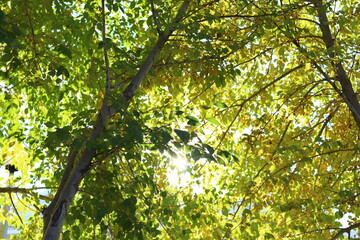 sun in the forest