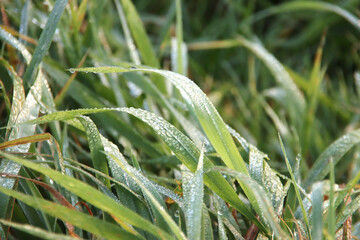 Drops of water on leaves and reed coming from the morning dew in Nieuwerkerk aan den Ijssel