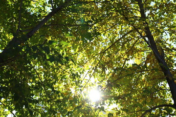 sun shining through the branches
