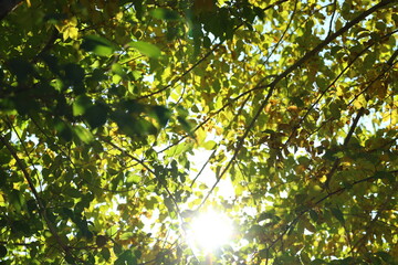 leaves in the sun