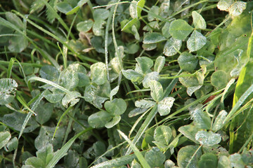 Drops of water on leaves and reed coming from the morning dew in Nieuwerkerk aan den Ijssel