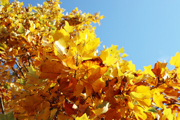 Yellow leaves of the birch tree during the autumn