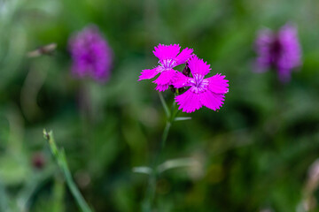 fleurs 