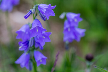 fleurs  © philkilla
