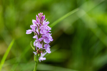 fleurs 