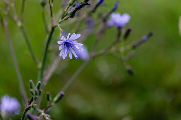 fleurs 