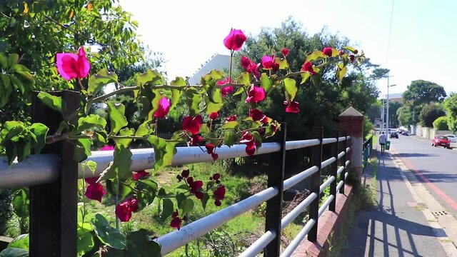 Fence with beautiful climbing plants pink red lions overgrown, Africa.
