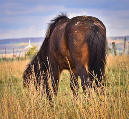 A beautiful Icelandic horse, wild and free in the wind of a meadow in autumn