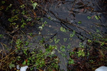 Forest pond in the late autumn