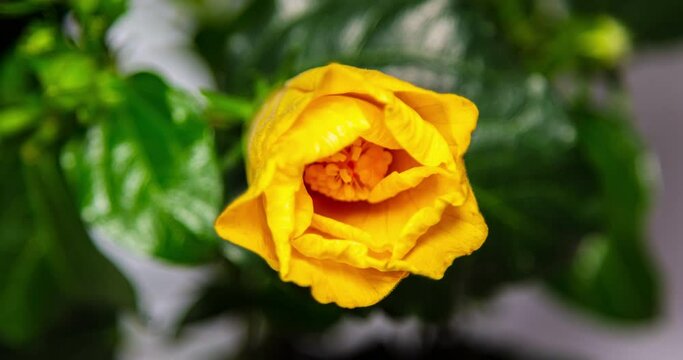 A hibiscus flower blooms. The bud opens and blooms into a large orange yellow flower. Time lapse of a blooming hibiscus flower. Detailed macro time lapse of a blooming flower. Hibiscus bloom