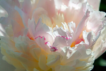 Amazing flowers. Peony bud. Delicate colors and shades of the wild. Petals. Close-up.