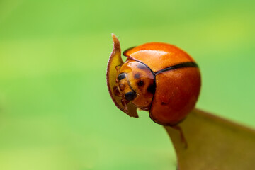 Close up Ladybug on the tops of leaves.