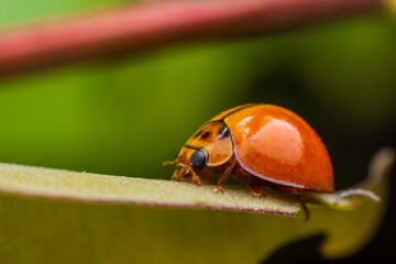 Close up Ladybug on the tops of leaves.