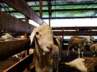 sheep in the slaughterhouse
