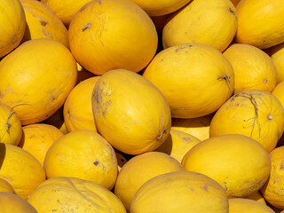 yellow melons at the agricultural fair