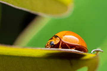 Close up Ladybug on the tops of leaves.
