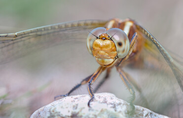 Macro Headshot Of A Female Keeled Skimmer Dragonfly, Orthetrum coerulescens, Showing Detail Of Its Compound Eye. UK