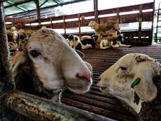 sheep in the slaughterhouse