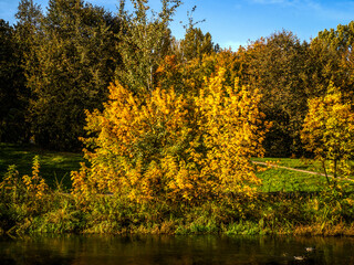 Tree with yellow leaves in the autumn park.