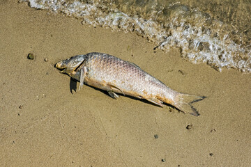 Dead fish, detailed natural scene