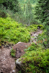 Obraz premium Footpath in coniferous forest, Western Tatras mountains, Slovakia