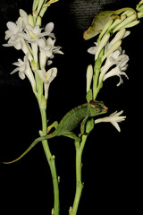 Two young Fischer's chameleons (Kinyongia fischeri) are crawling on Polianthes tuberosa flowers.