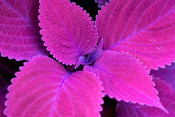 赤紫色のコリユスの葉