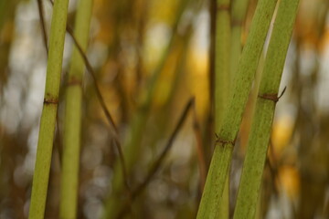 Springkraut im Detail und zur Herbstlichen Jahreszeit