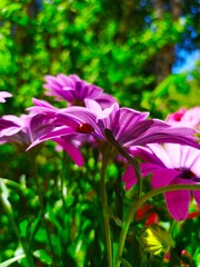 Flowers in the garden