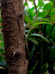 Fototapeta premium tree trunk with leaves