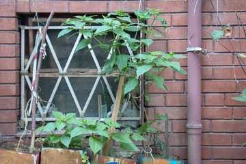 Windows with beautiful architecture